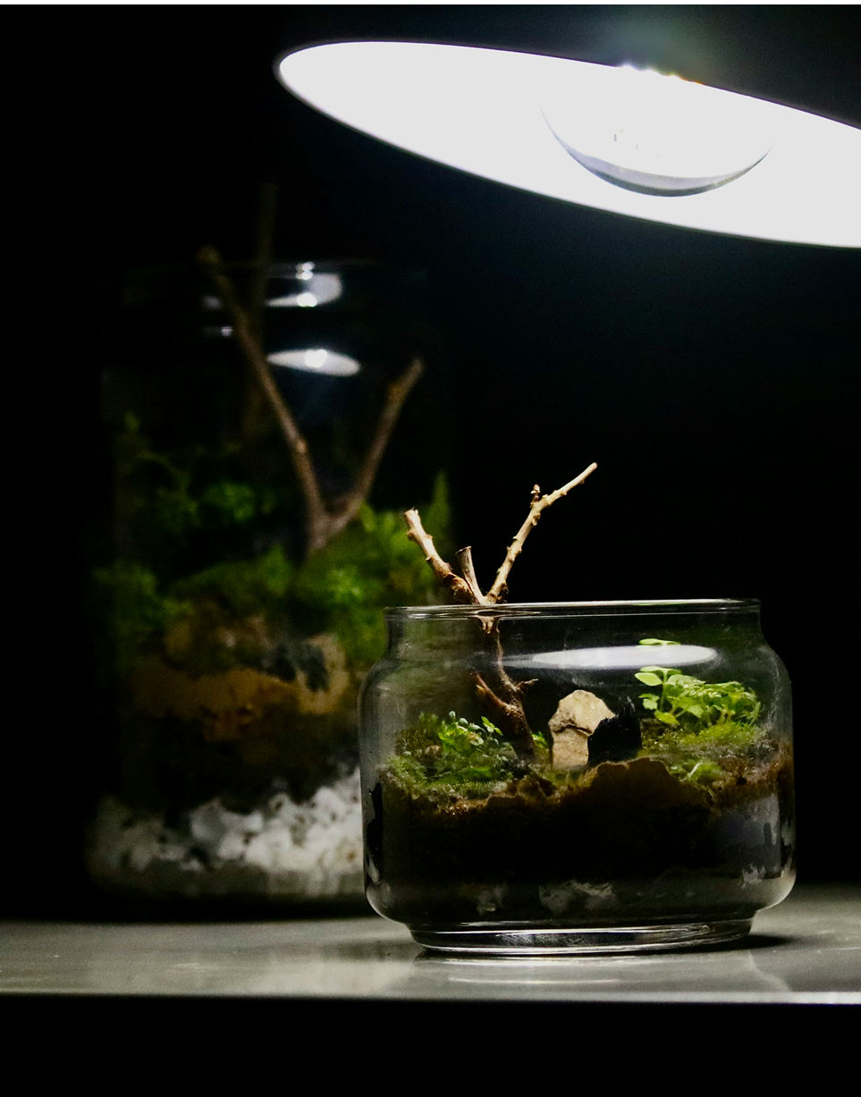 Überraschungsbox Terrarium M